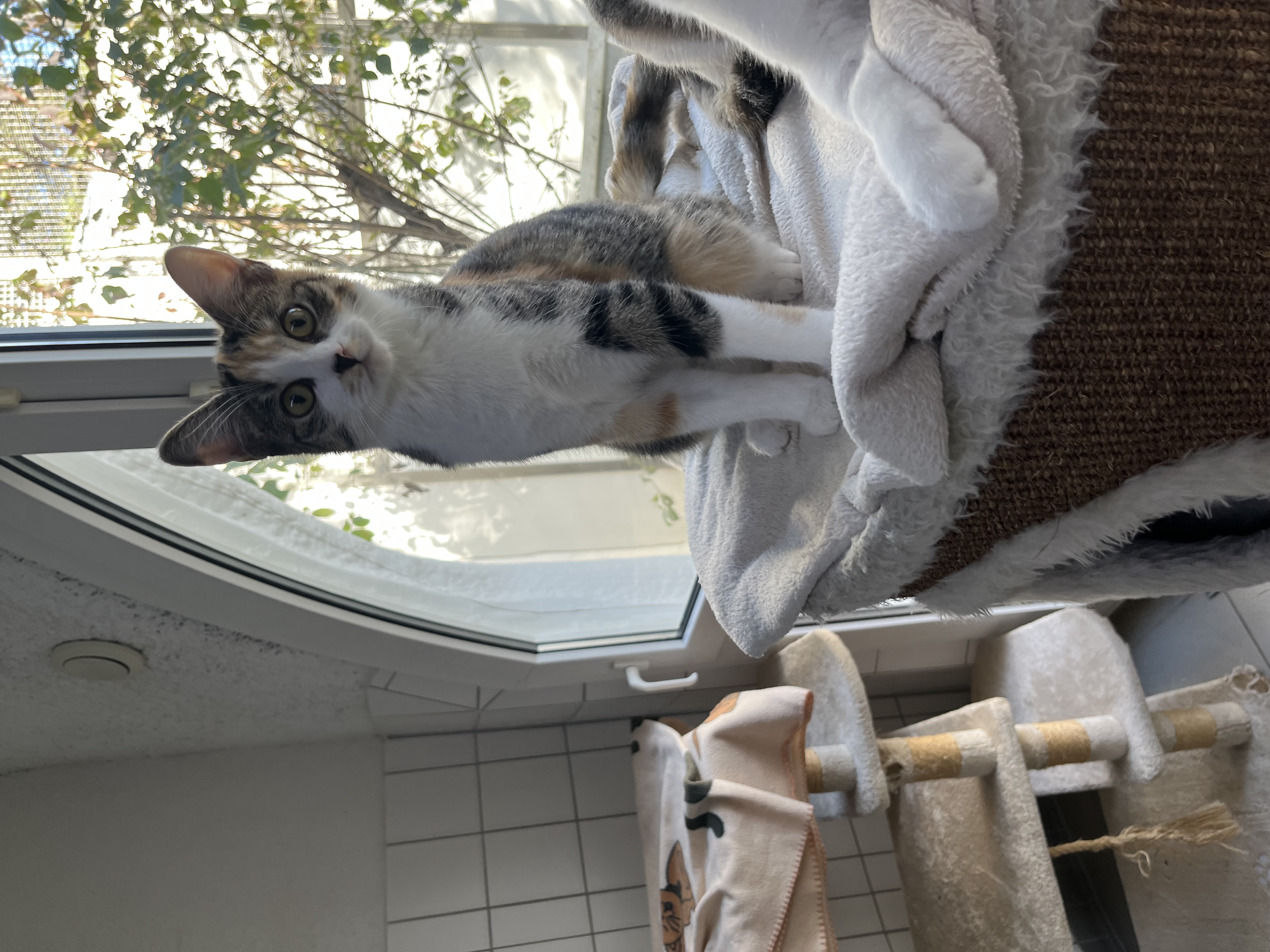 Jacky, EKH – Tierschutzzentrum Pfullingen