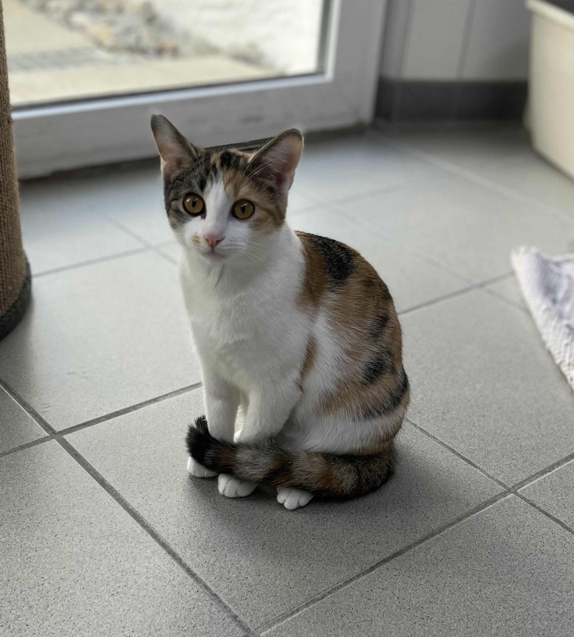 Josie, EKH – Tierschutzzentrum Pfullingen