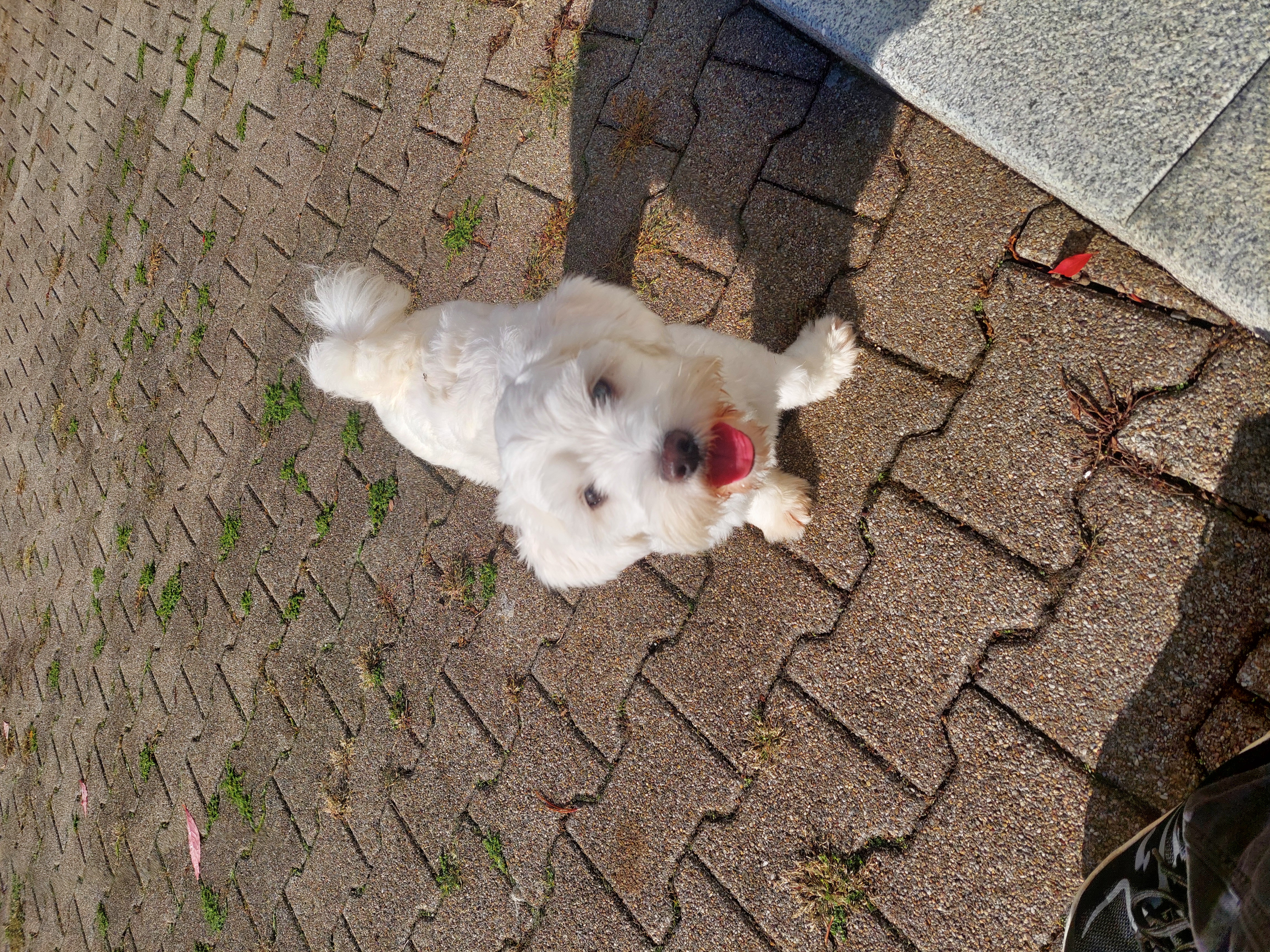 Maria, Mischling – Tierschutzzentrum Pfullingen