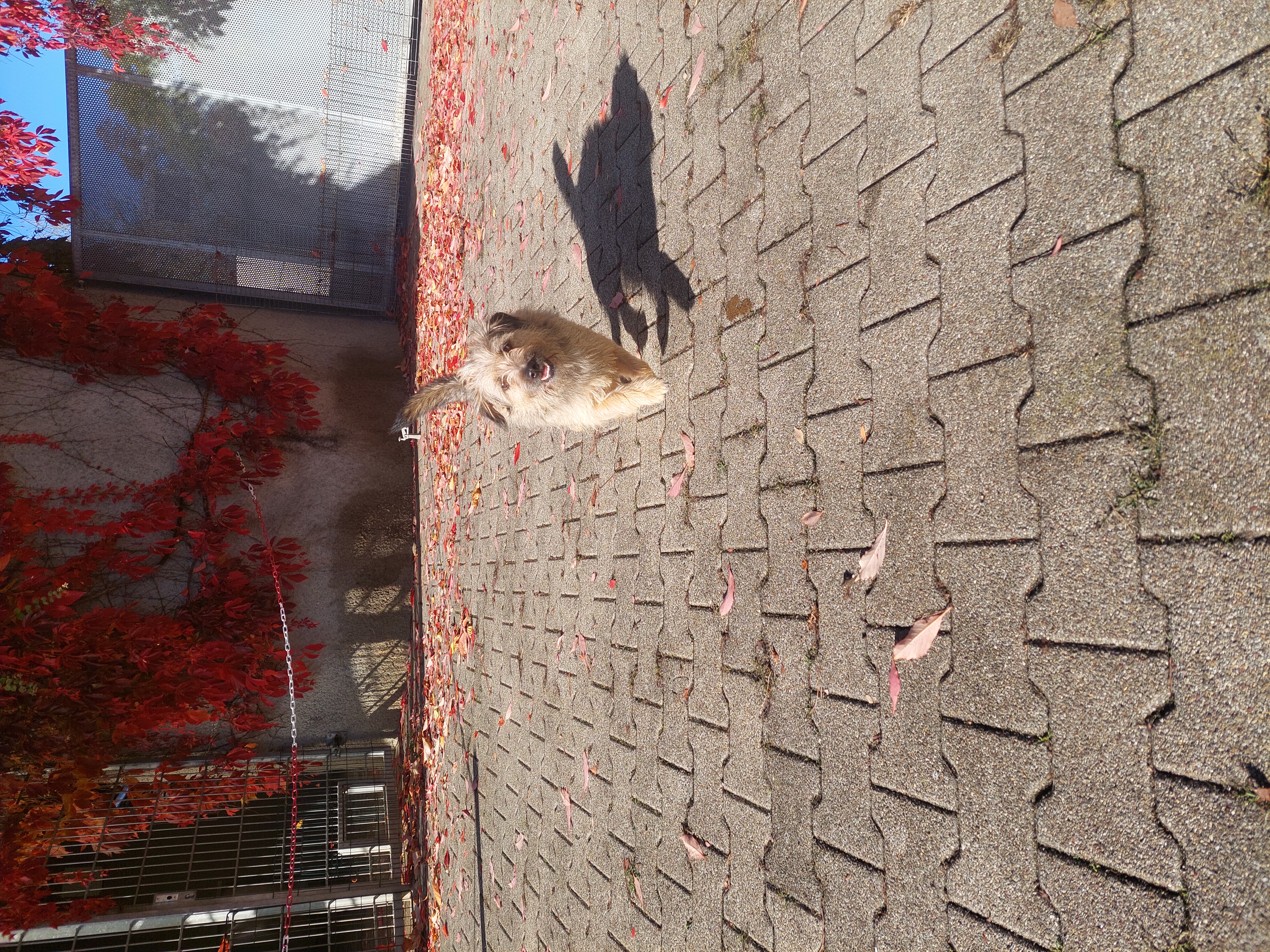 Mira, Mischling – Tierschutzzentrum Pfullingen