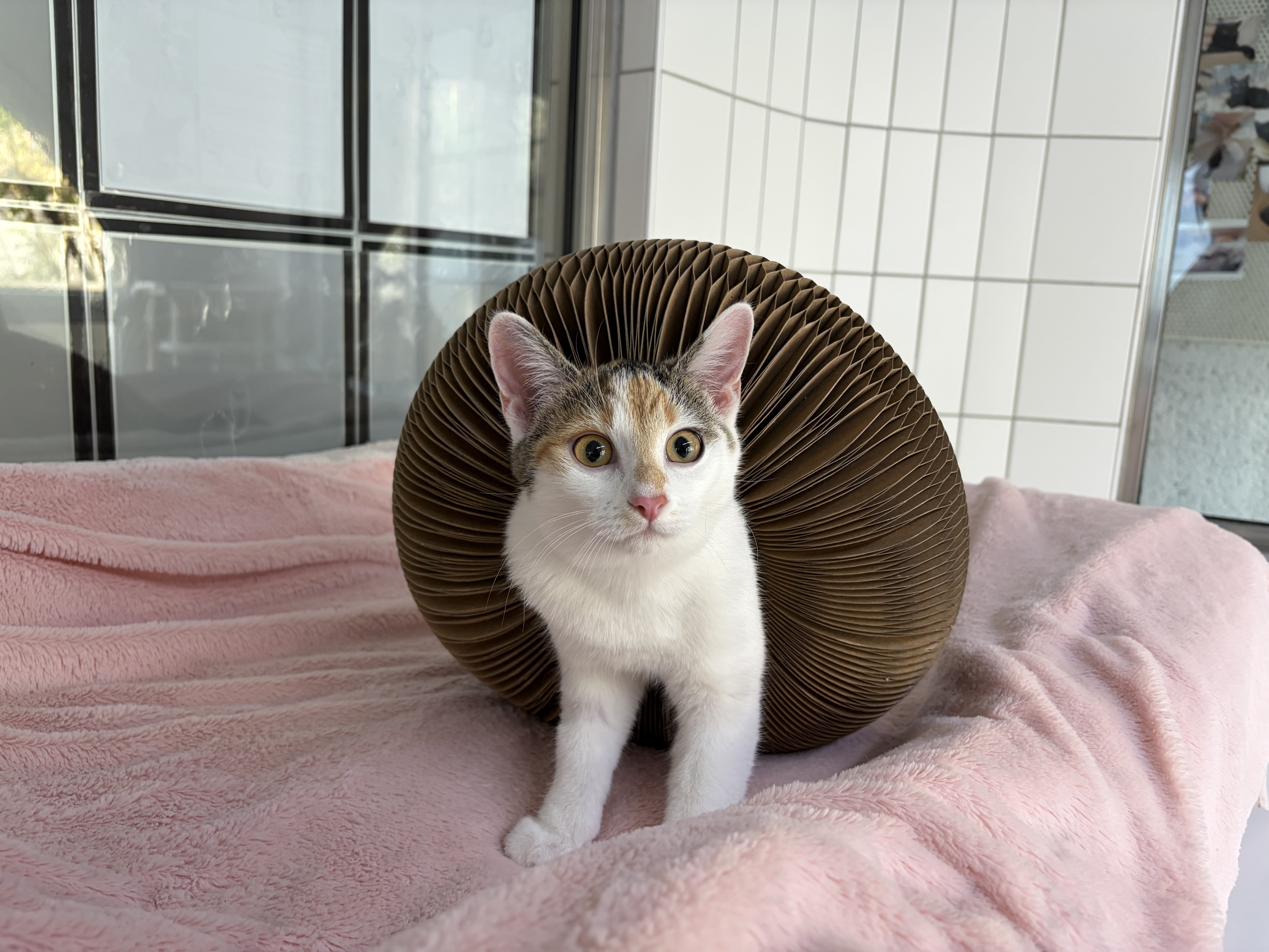 Jilly, EKH – Tierschutzzentrum Pfullingen